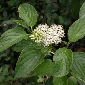 20 RED TWIG DOGWOOD American Red Osier Shrub White Flower Cornus Sericea Seeds image 4