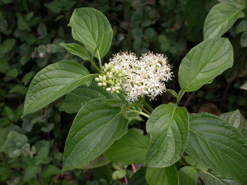 20 RED TWIG DOGWOOD American Red Osier Shrub White Flower Cornus Sericea Seeds image 4