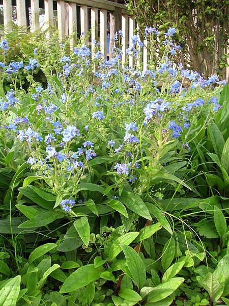 500 Blue Chinese Forget Me Not hound's tongue Flower Seeds Cynoglossum amabile