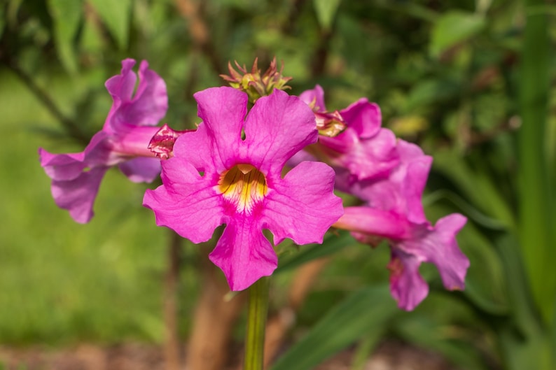 10 Cheron Pink Winter Hardy Gloxinia Incarvillea Delavayi Flower Seeds - Thumbnail 2