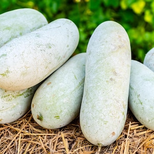 20 WAX GOURD Winter Melon White Ash Benincasa Hispida Vegetable Seeds *Flat Shipping