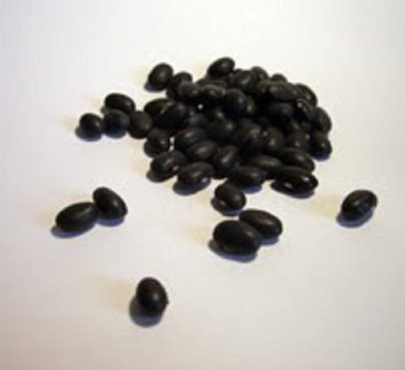 50 BLACK BEAN black Turtle Bush Bean Phaseolus Vulgaris Etsy