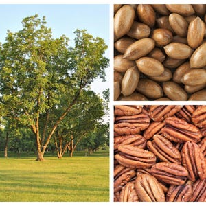 5 HARDY PECAN Tree Carya Illinoinensis King Nut Native Fruit Tree Seeds