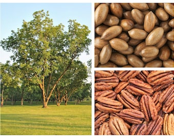 5 HARDY PECAN Tree Carya Illinoinensis King Nut Native Fruit Tree Seeds