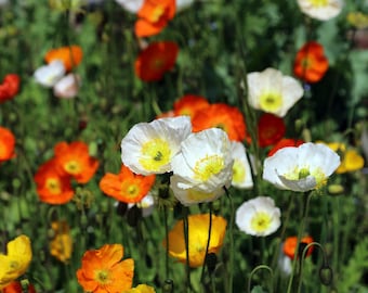 2500 ICELAND POPPY MIX Papaver Nudicaule Mixed Colors Flower Seeds *Comb S/H