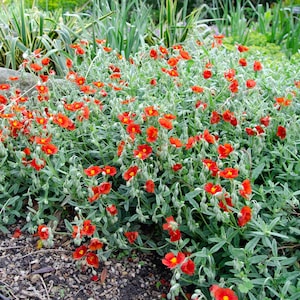 20 SCARLET GLOBEMALLOW Sphaeralcea Coccinea Cowboy&#39;s Delight Native Red Prairie Mallow Flower Seeds