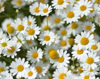 1000 Sementes de flores de erva de camomila alemã Matricaria Recutita Chamomilla