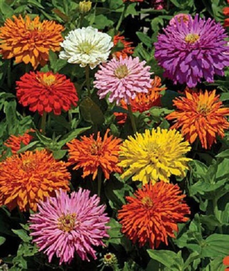 300 Burpeeana Giant Mix CACTUS FLOWERED ZINNIA Elegans Flower Etsy