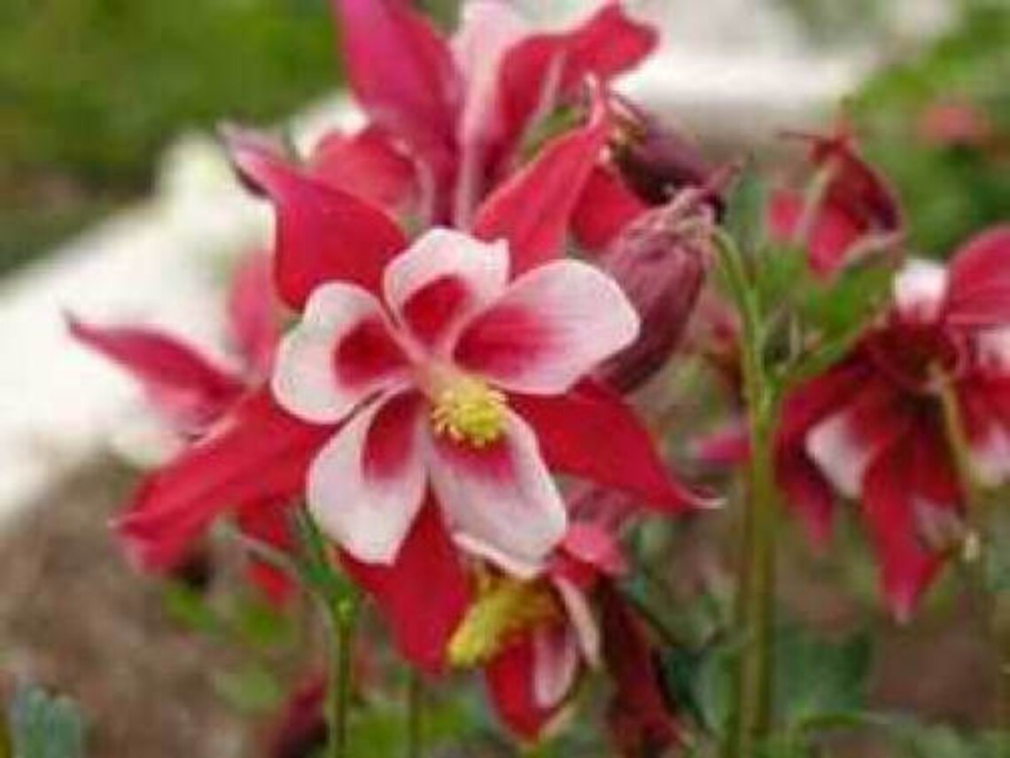 100 DWARF COLUMBINE MIX Aquilegia Vulgaris Mixed Colors