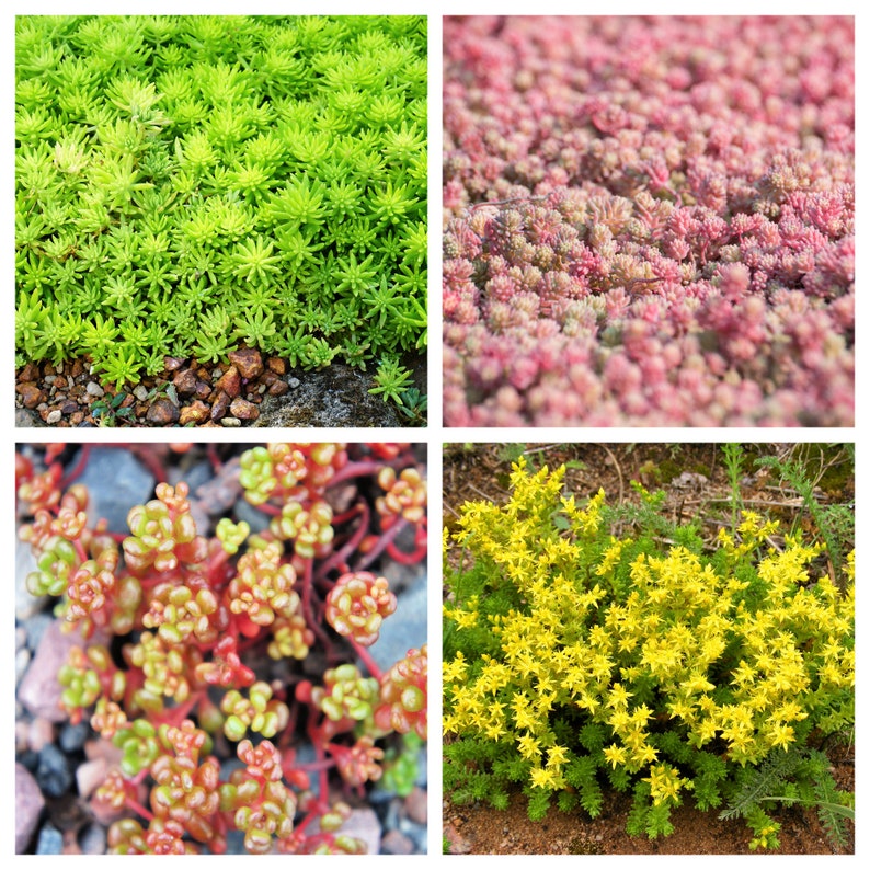 150 MIXED SEDUM Stonecrop Succulent Groundcover Red White Yellow Pink Purple Color Mix Flower Seeds imagem 7