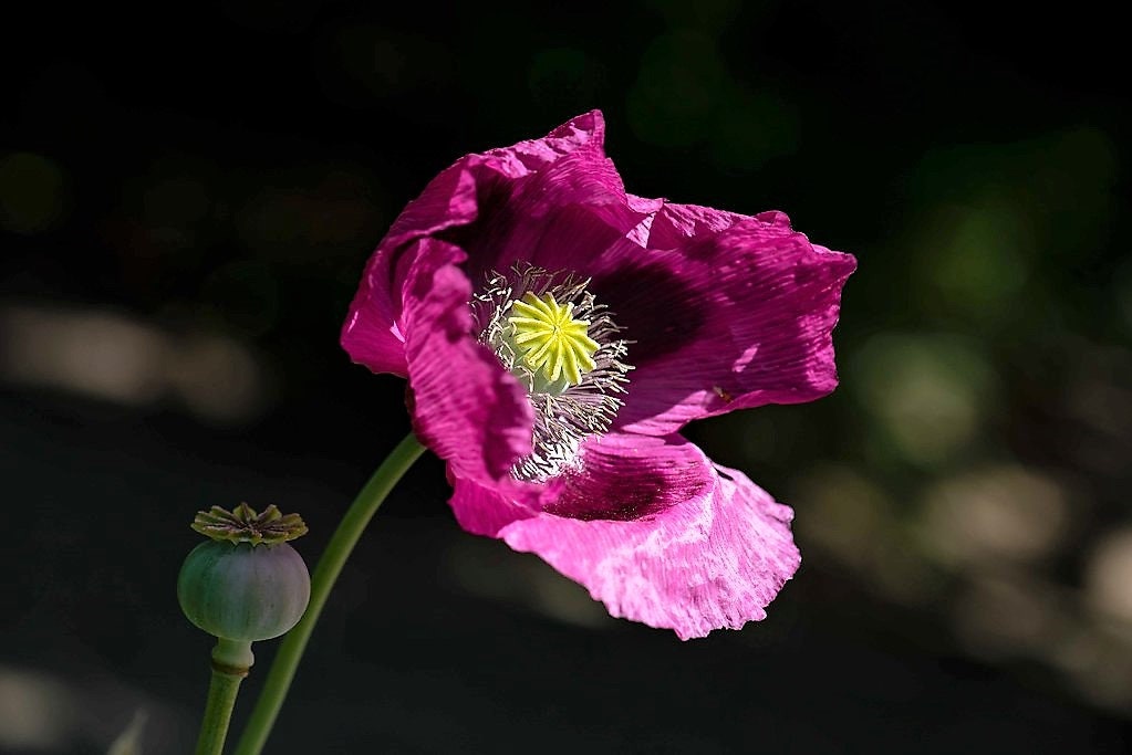 1000 HUNGARIAN BREADSEED POPPY Papaver Somniferum Purple Blue Etsy UK