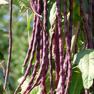 25 RED NOODLE BEAN Yard Long Asparagus Bean Chinese Phaseolus Vulgaris Legume Vegetable Seeds