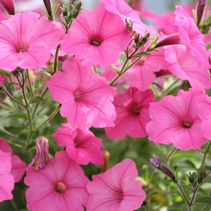 100 PINK PETUNIA Hybrida Pollinator Garden Container Flower Seeds