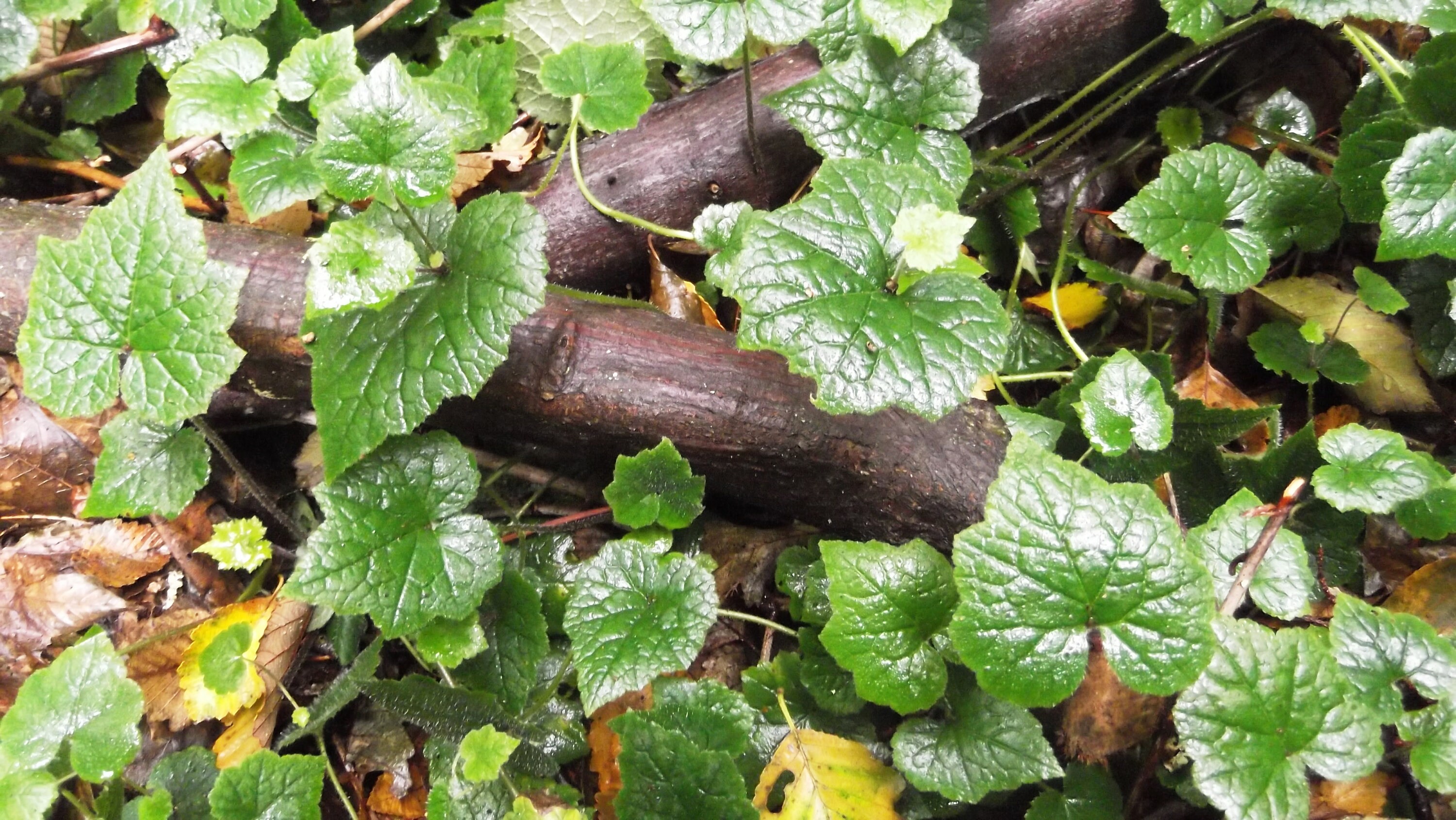 100 PIGGYBACK Plant YOUTH On AGE Tolmiea Thousand Mothers
