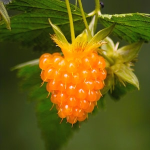 20 SALMONBERRY RUSSIAN RASPBERRY Rubus Spectabilis Fruit Seeds Purple Flowers
