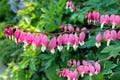10 BLEEDING HEART - PINK Old Fashioned Dicentra Formosa Shade Flower Seeds