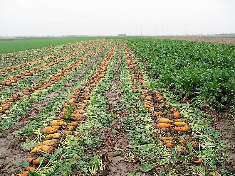 75 Giant Red Beet/Mangelwurzel Seeds - Mammoth Long Beta Beetroot Seeds From Seedville USA