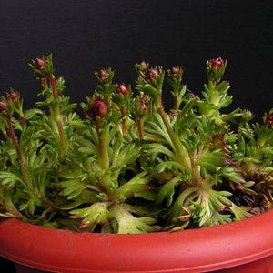 50 PURPLE ROBE SAXIFRAGA Saxifraga Arendsii Moss Rockfoil Evergreen Flower Seeds image 8
