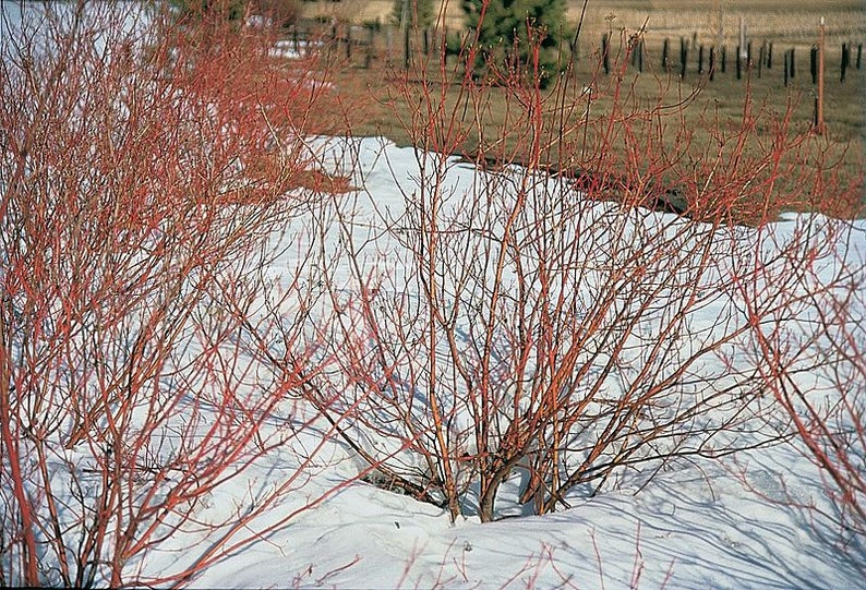 20 RED TWIG DOGWOOD American Red Osier Shrub White Flower Cornus Sericea Seeds image 5