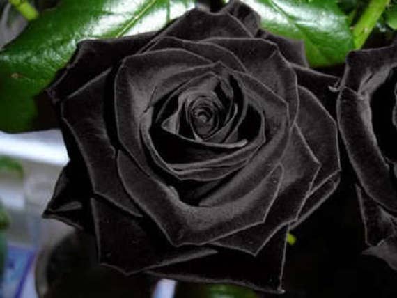 Details about  / 5 BLACK ROSE Rosa Bush Shrub Perennial Flower Seeds Gift /& Comb S//H