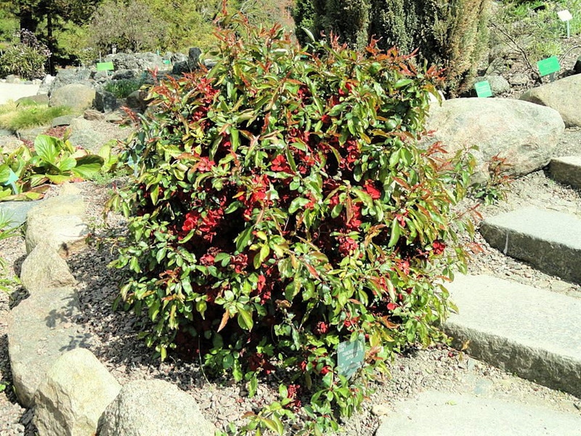 20 Red Flowering DWARF QUINCE Shrub Fruit Chaenomeles Japonica Etsy