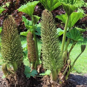 10 GUNNERA MANICATA 6' Leaves Giant Rhubarb Dinosaur Plant Moist Shade Red Flower Seeds image 10