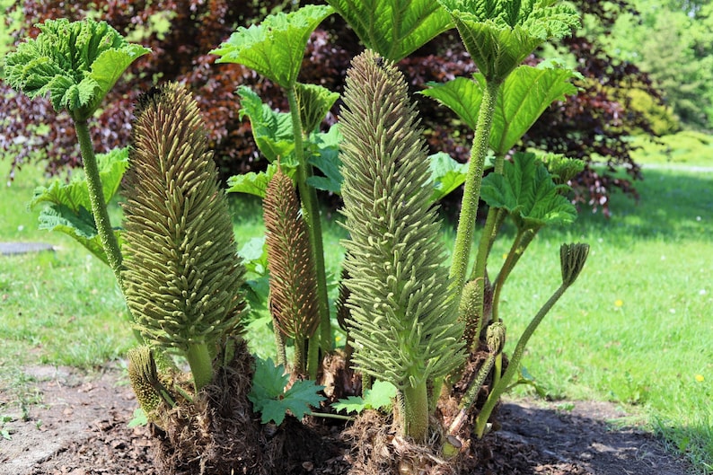 10 GUNNERA MANICATA 6' Leaves Giant Rhubarb Dinosaur Plant Moist Shade Red Flower Seeds image 10