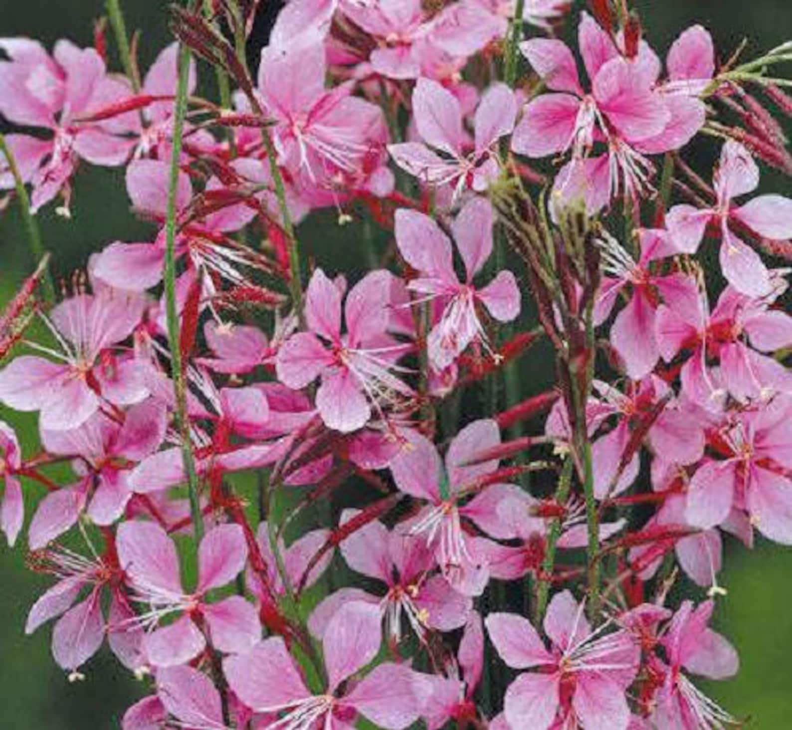 100 Pink GAURA WHIRLING BUTTERFLIES Gaura Biennis Flower Seeds Etsy