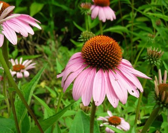 50 PINK BABY CONEFLOWER Echinacea Pallida Flower Seeds *Combined S/H