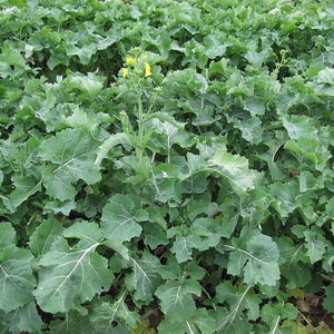 1000 HANNOVER SALAD Frühling KALE Glatte sibirische Brassica Napus Gemüsesamen