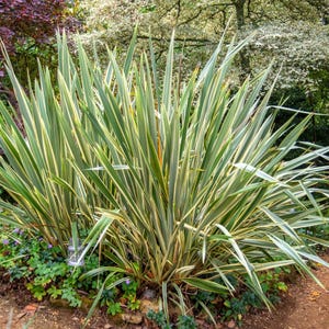 10 Variegated NEW ZEALAND FLAX Phormium Tenax Variegatum Ornamental Grass Flower Seeds (Copy)