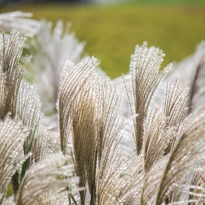 10 SILVER MAIDEN GRASS Miscanthus Sinensis Japanese Pampas Perennial Flower Seeds