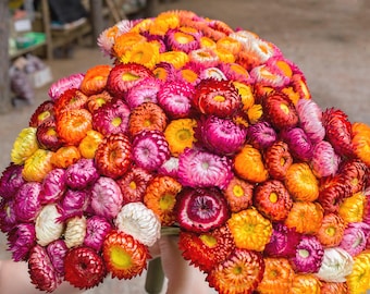 100 TALL Double MIXED Colors STRAWFLOWER Xerochrysum Bracteatum Helichrysum Monstrosum Flower Seeds