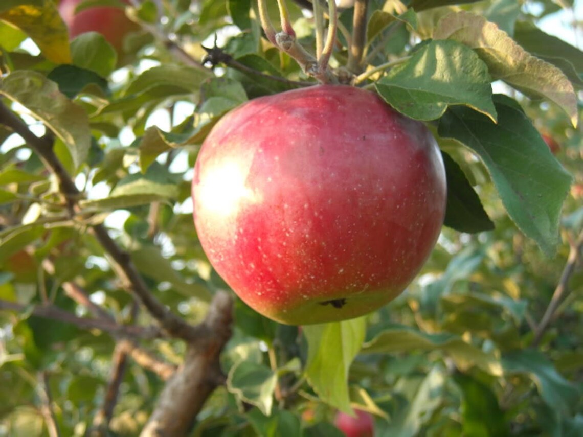 10 Red FUJI APPLE TREE Malus Domestica Fruit Tree White & Pink Etsy