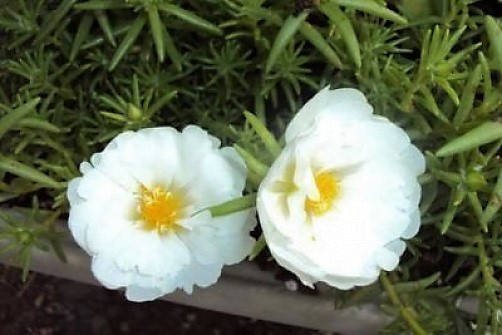 100 White Portulaca Grandiflora Moss Rose Succulent Flower Etsy Singapore