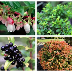 50 California EVERGREEN HUCKLEBERRY Vaccinium Ovatum Fruit aka Box Blueberry Native Pink & White Flower Blue Black Berry Shrub Seeds image 1