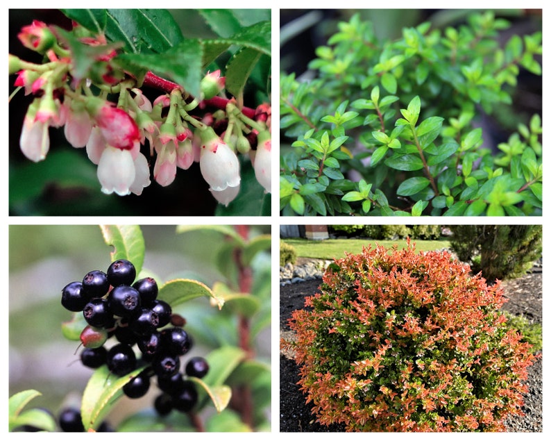 50 California EVERGREEN HUCKLEBERRY Vaccinium Ovatum Fruit aka Box Blueberry Native Pink & White Flower Blue Black Berry Shrub Seeds image 1