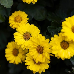 100 HAIRY GOLDEN ASTER Chrysopsis Heterotheca Villosa Herb Yellow Flower Seeds