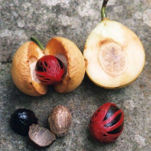 1 NUTMEG TREE Seed Myristica Fragrans Pala MACE Fruit Nut Pumpkin Pie Spice image 7