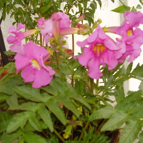 10 Cheron PINK HARDY GLOXINIA Incarvillea Delavayi Flower - Etsy Denmark
