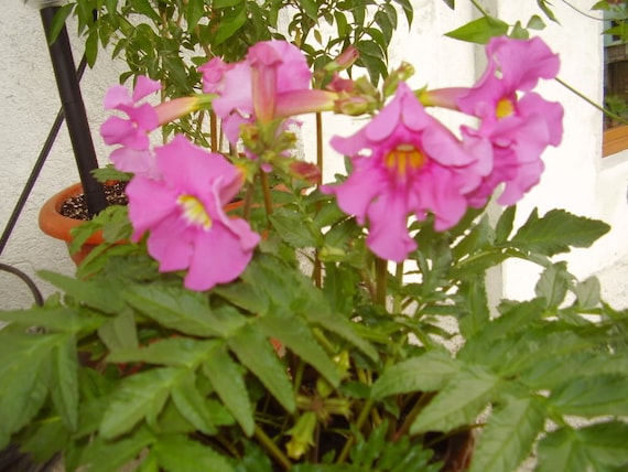 Cheron 10 semillas de flores GLOXINIA HARDY rosa Incarvillea - Etsy México