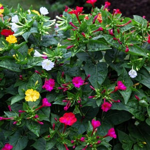75 MIXED FOUR O CLOCK aka Marvel of Peru Mirabilis Jalapa Flower Seeds