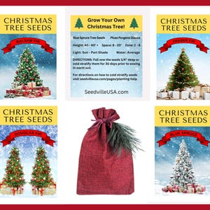Grow Your Own CHRISTMAS TREE COLLECTION - 4 Gift Packets of Tree Seeds - Fraser Fir, Balsam Fir, Douglas Fir, & Blue Spruce + Free Gift Bag