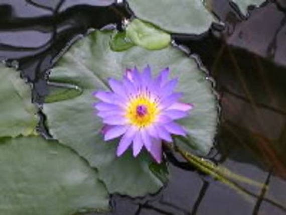 Nymphaea nouchali 15-2000 graines blue water lily USA Aquatic Star Lotus