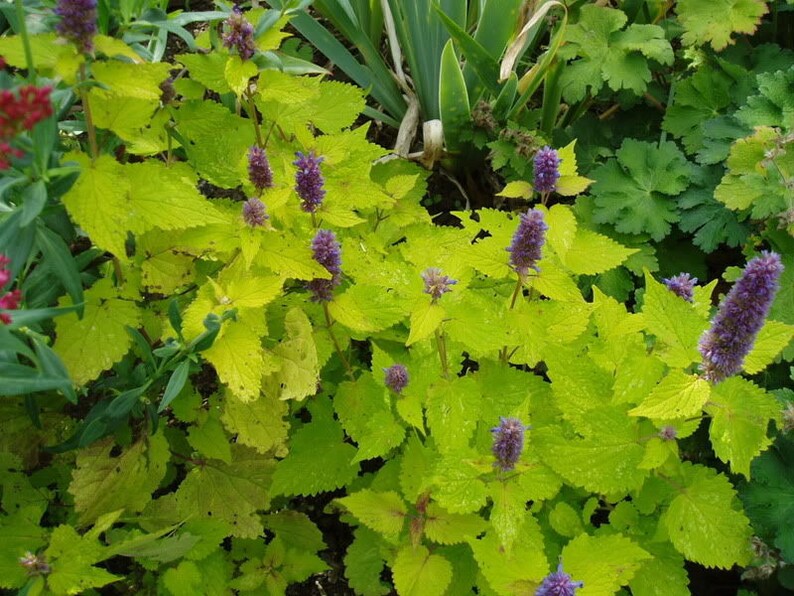 30 GOLDEN JUBILEE AGASTACHE Anise Hyssop Licorice Purple Etsy