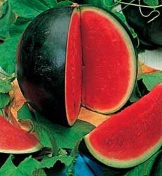 Grown Bush Sugar Baby Sandía (Citrullus Lanatus VAR. Lanatus) Dulce De