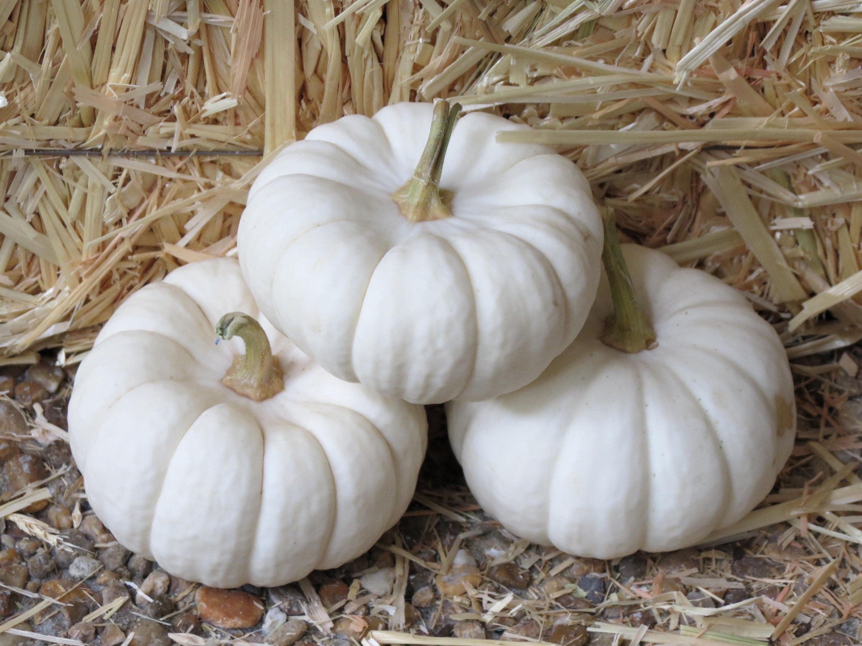 Mini Botkin 15 WHITE Baby Boo MINI PUMPKIN Miniature Cucurbita Pepo Vegetable Seeds ...