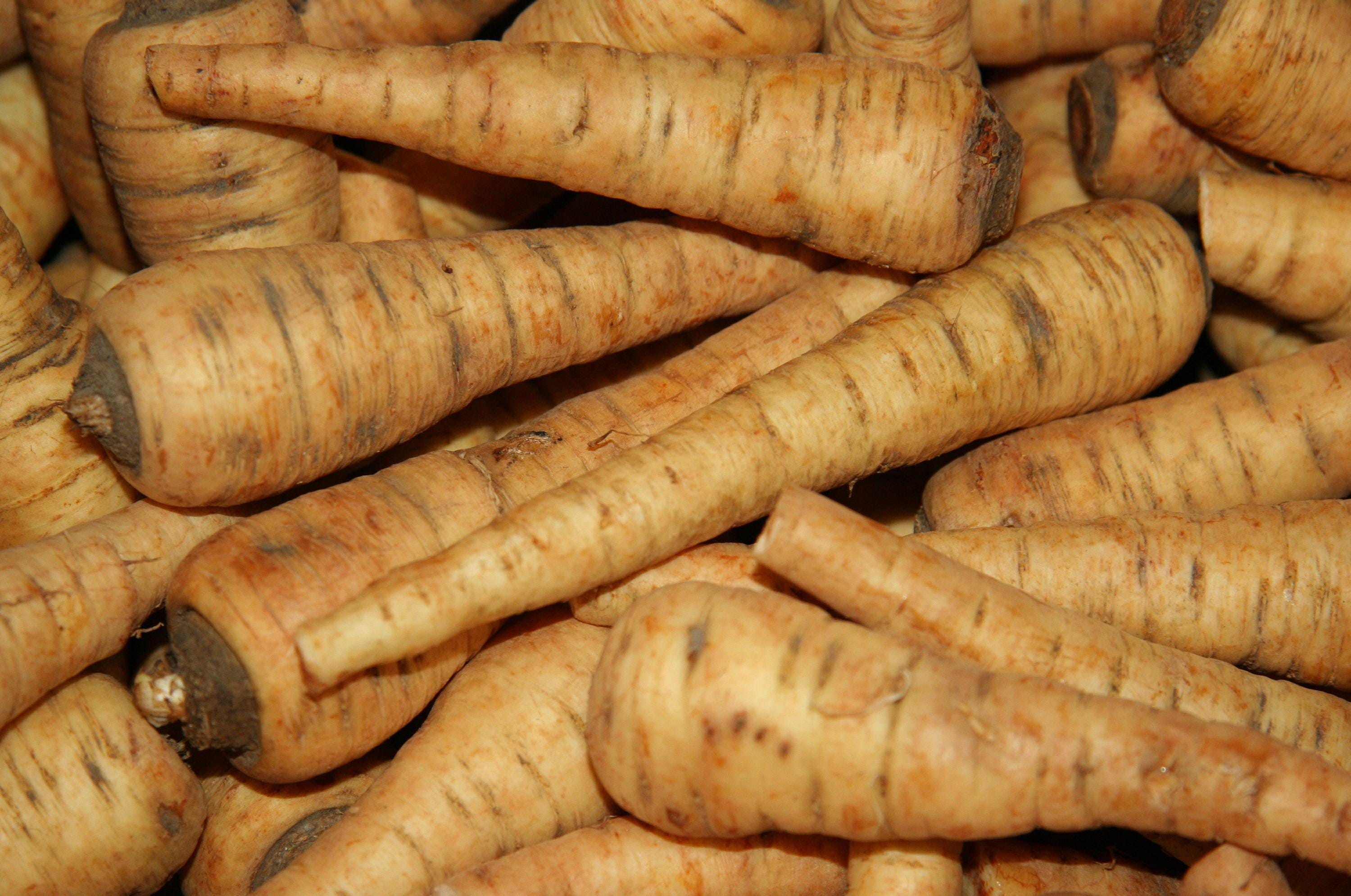 1000 All American Parsnip Seeds - Pastinaca Sativa White Root Vegetable Garden Seeds