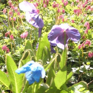 10 GEMENGDE HIMALAYA POPPY Blauw Rood Violet Meconopsis Napaulensis Mix Bloemzaden afbeelding 6