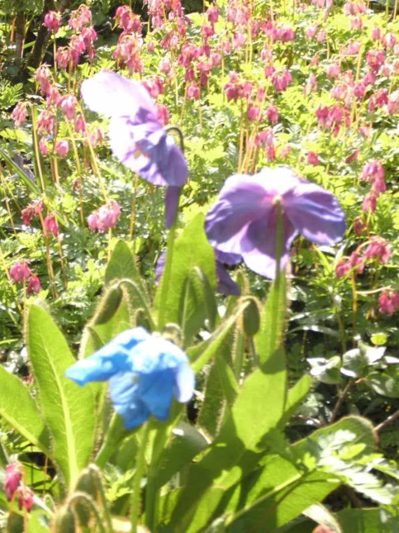 10 GEMENGDE HIMALAYA POPPY Blauw Rood Violet Meconopsis Napaulensis Mix Bloemzaden afbeelding 6